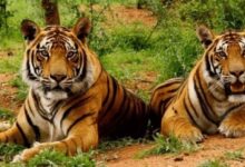 Photo of योगी सरकार के नेतृत्व में यूपी में निरंतर बढ़ रहे बाघ