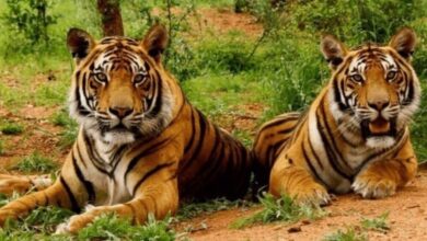 Photo of योगी सरकार के नेतृत्व में यूपी में निरंतर बढ़ रहे बाघ