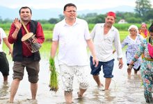 Photo of CM धामी ने चलाया हल, खेत में धान रोपाई कर किसानों को किया नमन