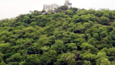 Photo of कान्हा की नगरी से संवरेगा ‘गोपाल वन’