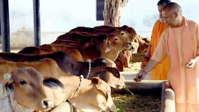 Photo of यूपी की सभी गोशालाओं में गोपाल वन स्थापित करेगी योगी सरकार